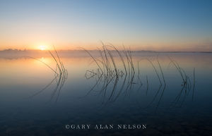 Sunrise over Bulrushes