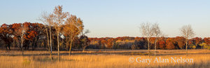 Oak, Birch and Prairire