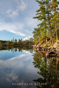 Red and white pines along calm lake, Boundary Waters Canoe Area Wilderness, Minnesota