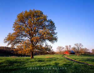 Barn and Tree