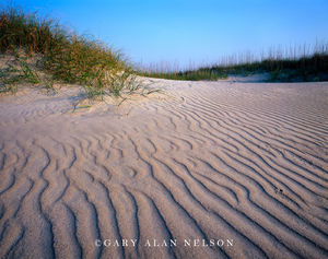 Dunes and Beach Grasses