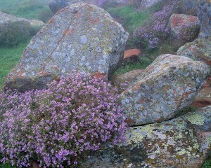 Asters and Boulders