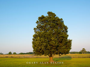 Lone Tree