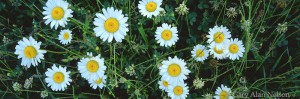 Group of Daisies