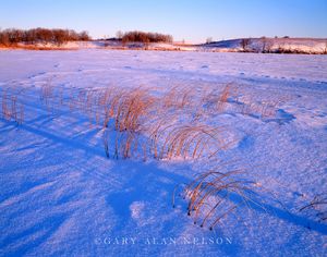 Bullrushes on Prairie Pothole
