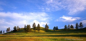 Gamboling Hills and Pines