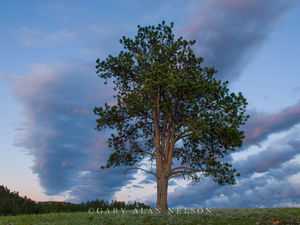 Clouds, Tree and Hills
