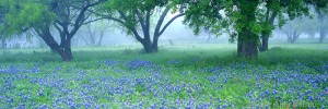 Bluebonnets in Field of Oak Trees