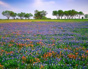 Bluebonnets and Paintbrush in Field