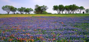 Bluebonnets and Paintbrush