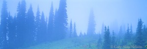 Trees in Fog
