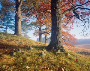 Oak Trees on Knoll