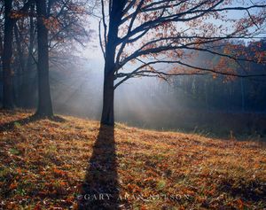 Sun Rays on Oak Grove