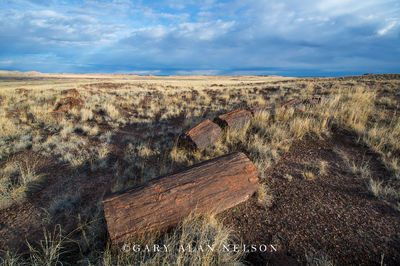 Petrified Tree print