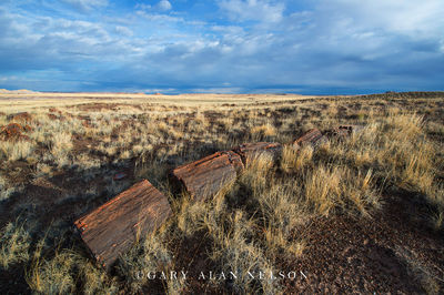 Petrified Logs print