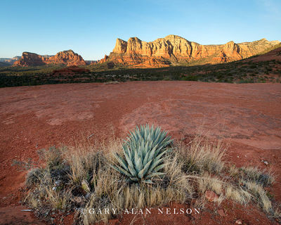 Red Rock and Agave print