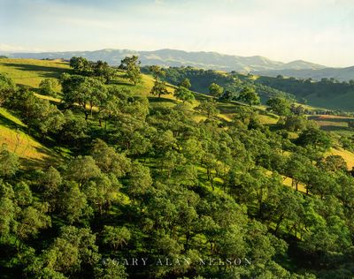 Oaks on Rolling Hills print