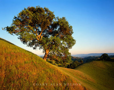 Oak on Rise print