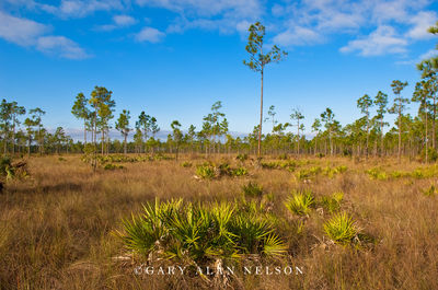 Slash Pines and Palmettos print
