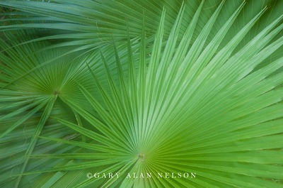Saw Palmetto