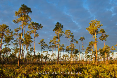 Slash Pines, Palmettos and Clouds print