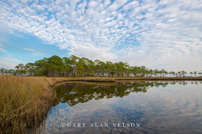 Scalloped SKies