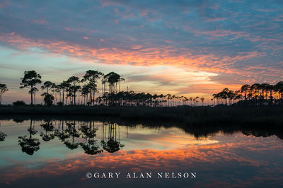 Sunset and Pines