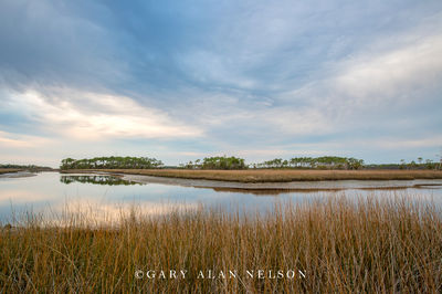 Gloom over the Marsh