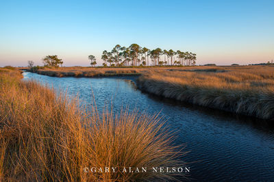 Grasses and Marsh