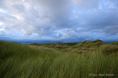 Clouds and Grasses print
