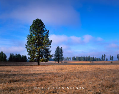 Weippe Prairie print