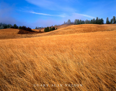 Rolling Hills and Grasses print