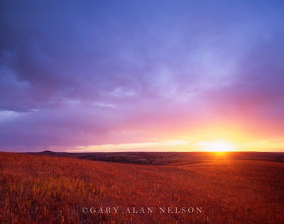 Konza Prairie print