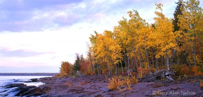 Aspens on Shoreline of Lake Superior print