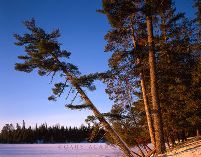 Leaning Red Pines print