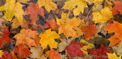 Pool of Maple Leaves print