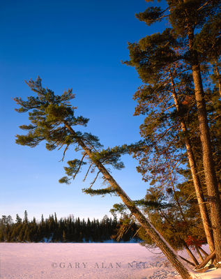 Leaning Pine print