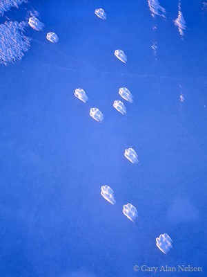 Fox Tracks on Blue Ice print