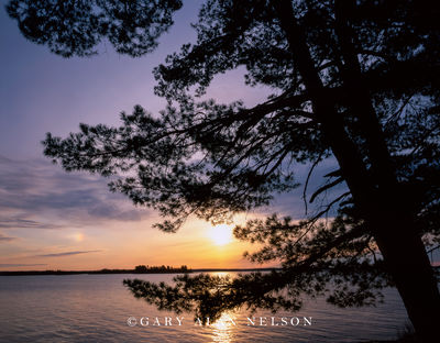 White Pine Sunrise print