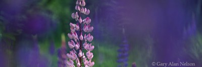 Lupine print