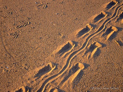 Snapping Turtle and Blue Heron Tracks print