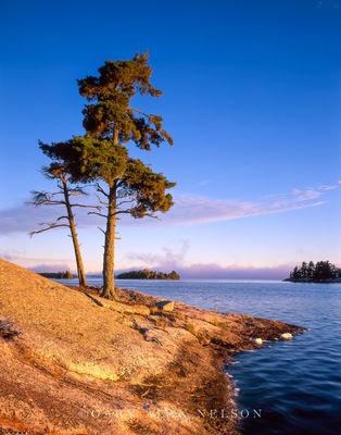White Pine on Kabetogama print