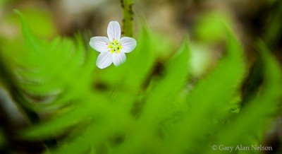 Spring Beauty and Fern Frond print