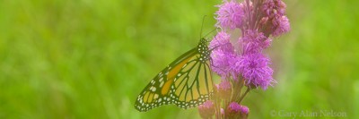 Monarch on Blazing Star print
