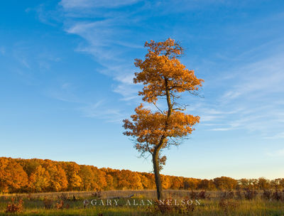 Lone Oak in Autumn print