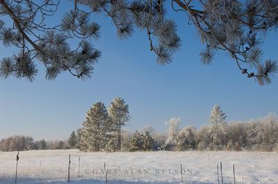 Hoar frost on Pines and Prairie print