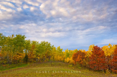 Strip of Color in Autumn print