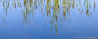 Cattails Reflecting in Moon Lake print