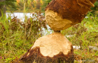 Beaver Whittling print