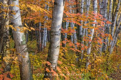 Birch and Maple Forest print